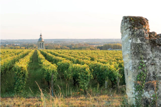 Vinos del Loira: la región francesa que alcanza 95 puntos y apunta a la sostenibilidad