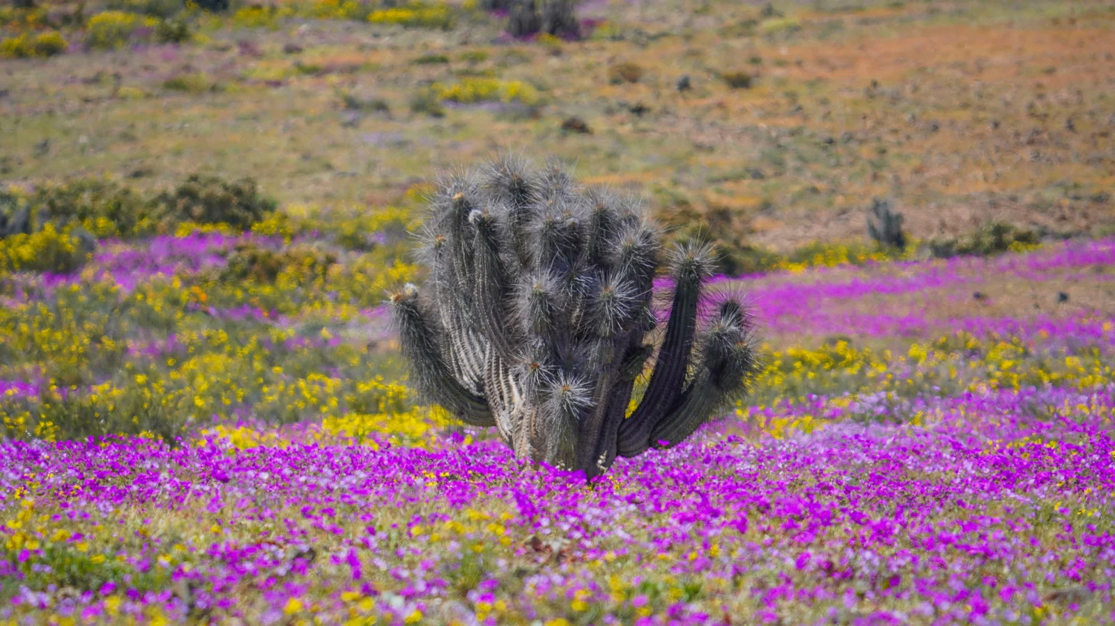 Desierto florido en Atacama: la mayor floración desde 1997 se extiende por la costa