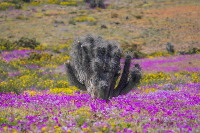Desierto florido en Atacama: la mayor floración desde 1997 se extiende por la costa