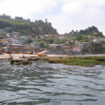 Cocholgüe