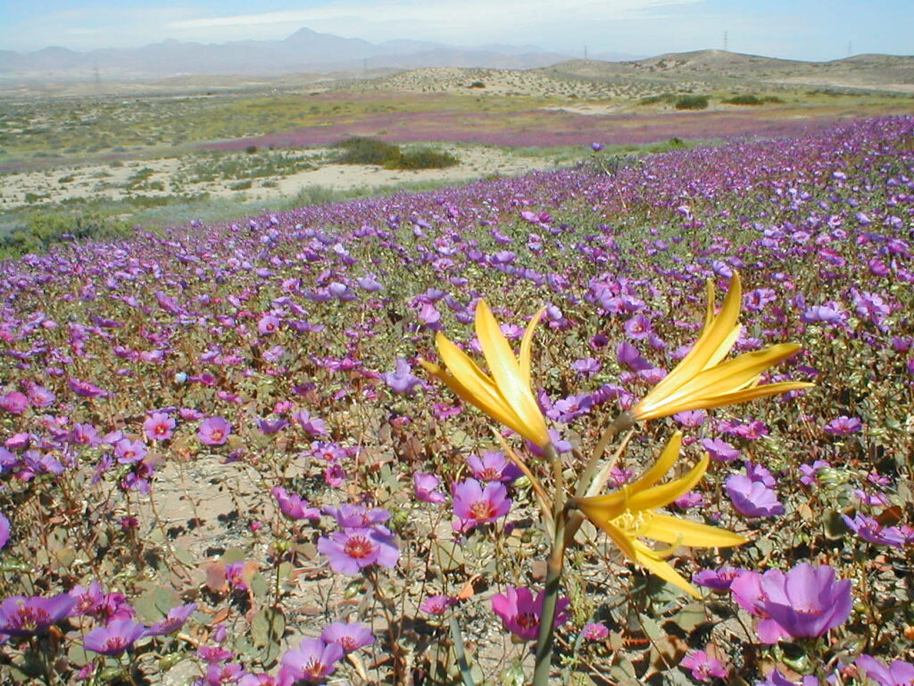 Desierto florido de Atacama