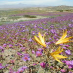 Desierto florido de Atacama