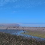 Humedal de la desembocadura del río Lluta