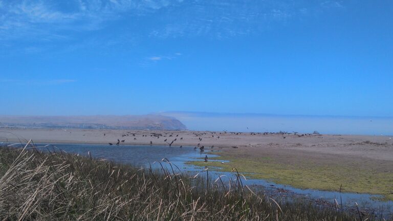 Humedal de la desembocadura del río Lluta