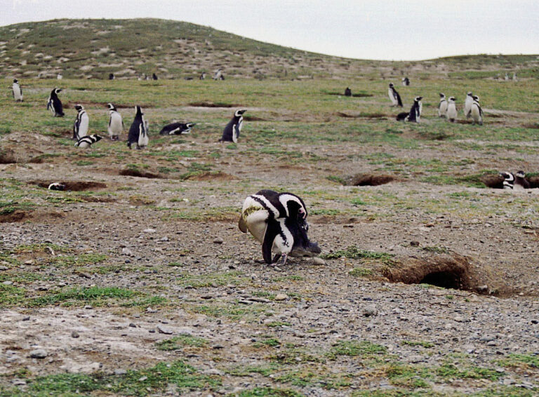 Isla Magdalena (Monumento Natural Los Pingüinos)