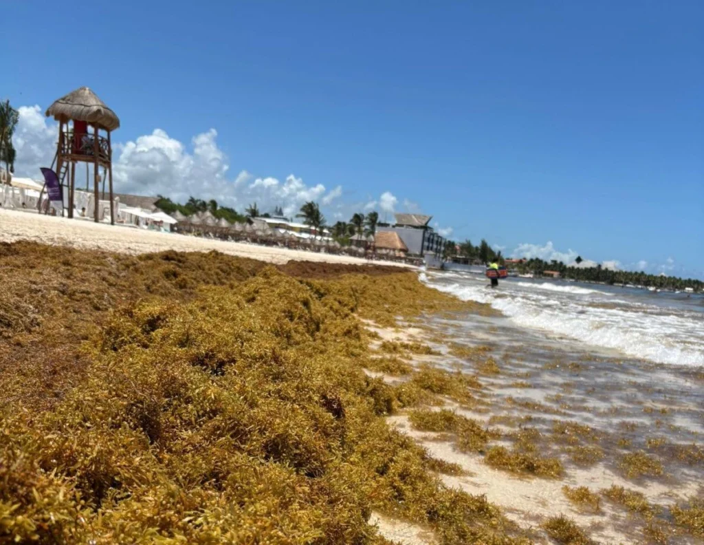Sargazo en el Caribe: 96 mil toneladas recogidas en 2026 y la pelea por la arena