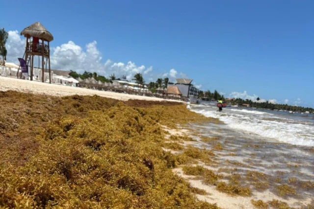 Sargazo en el Caribe: 96 mil toneladas recogidas en 2026 y la pelea por la arena