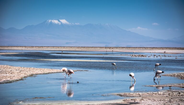 Laguna Chaxa