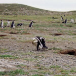 Monumento Natural Los Pingüinos