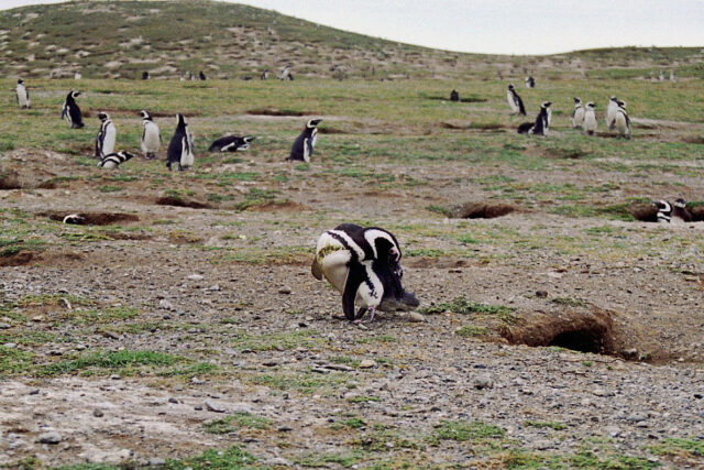 Monumento Natural Los Pingüinos