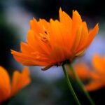 Observatorio Cosmos