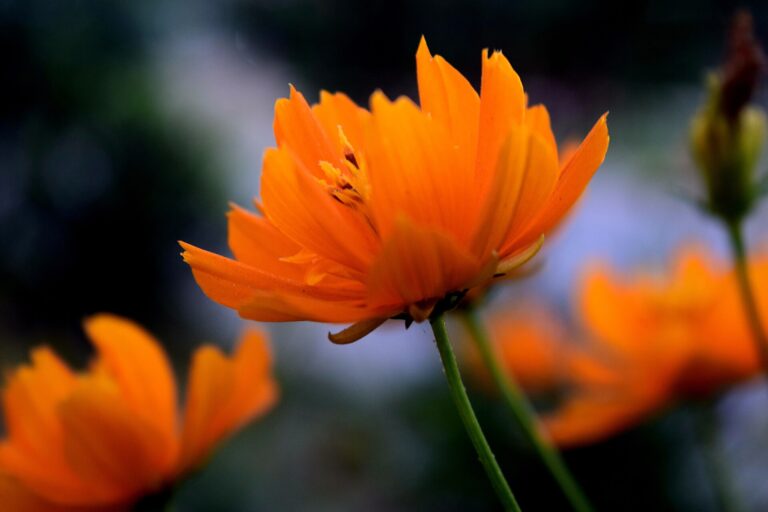 Observatorio Cosmos