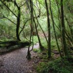 Parque Nacional Alerce Andino