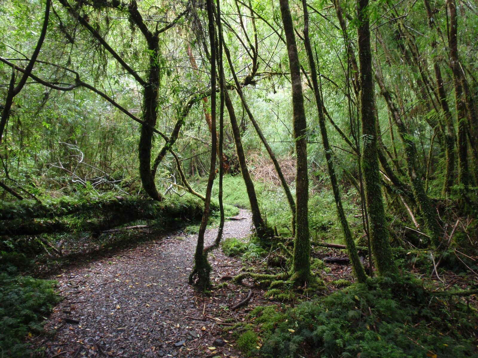 Parque Nacional Alerce Andino