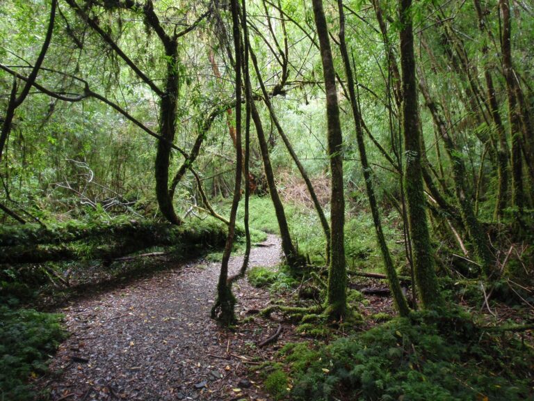 Parque Nacional Alerce Andino