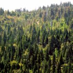 Parque Nacional Alerce Costero