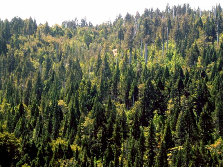 Parque Nacional Alerce Costero