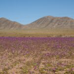 Parque Nacional Desierto Florido