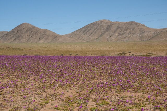 Parque Nacional Desierto Florido