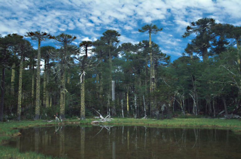 Parque Nacional Huerquehue