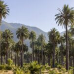 Parque Nacional Las Palmas de Cocalán