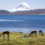 Parque Nacional Lauca