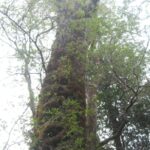 Parque Oncol