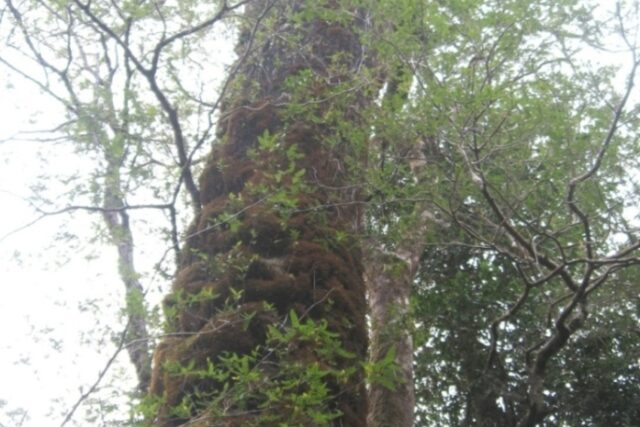 Parque Oncol
