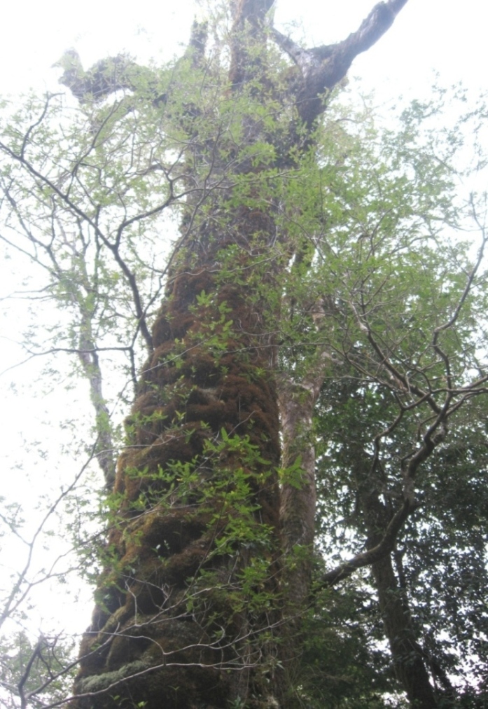 Parque Oncol