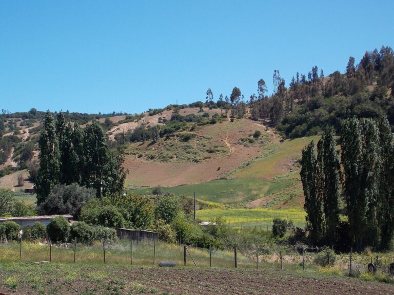 Pupuya