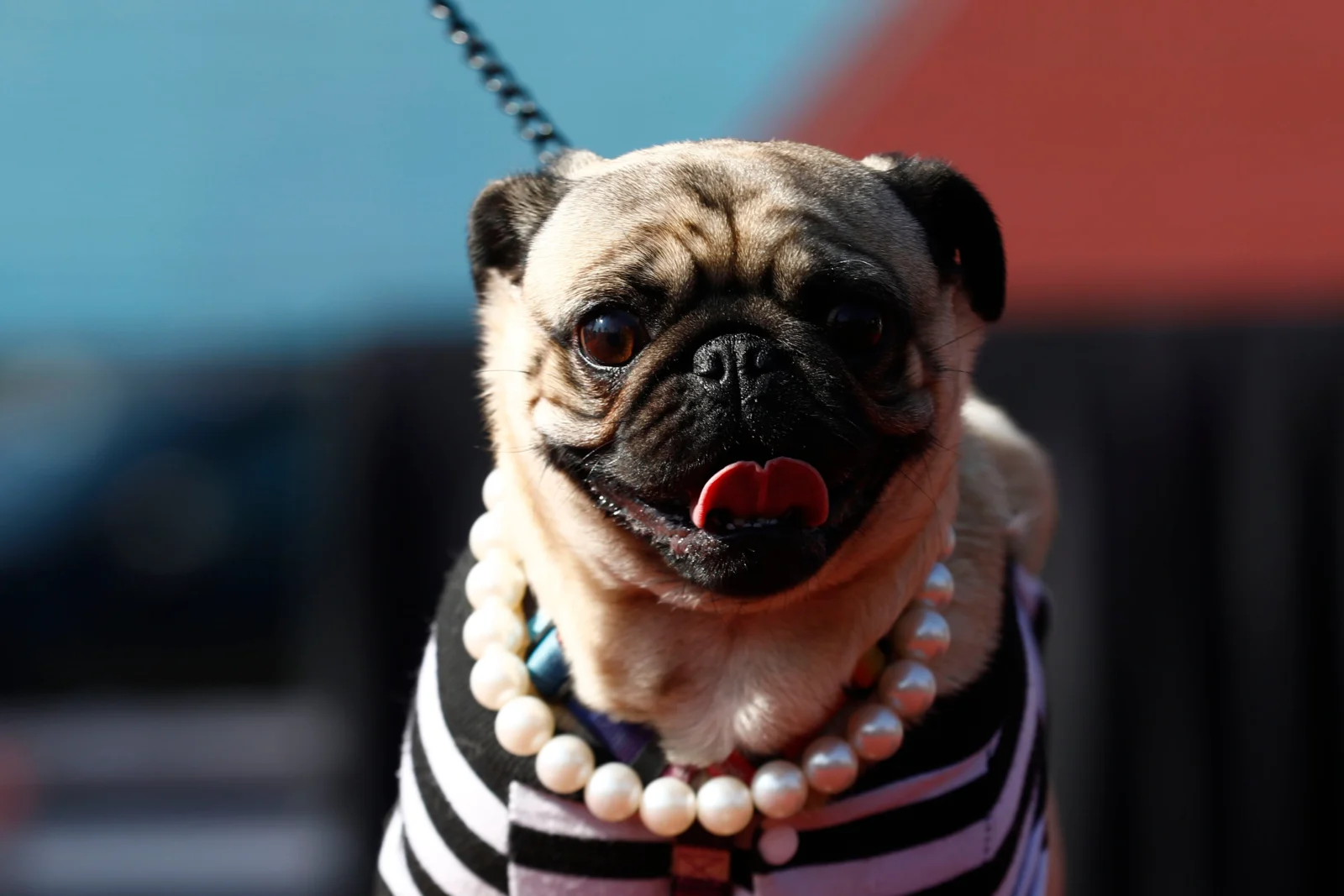 Fiestas Patrias: cómo transportar a tu mascota sin infracción y con seguridad