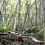 Reserva Nacional Coyhaique