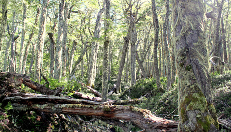 Reserva Nacional Coyhaique