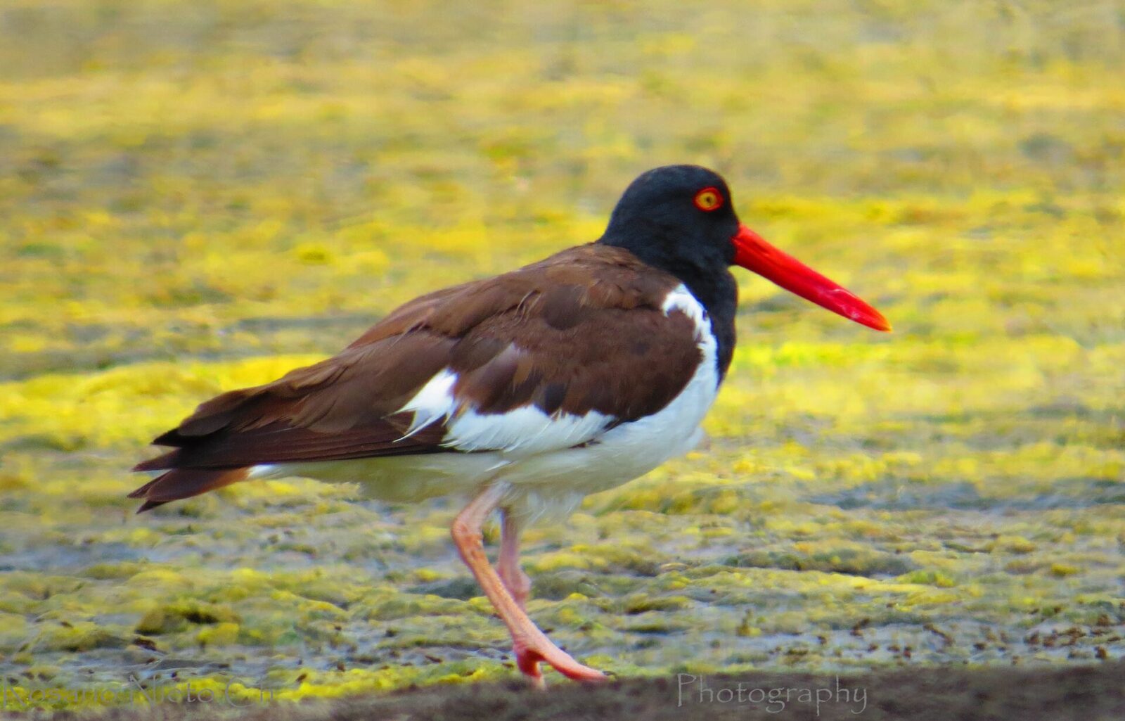 Reserva Nacional El Yali