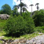 Reserva Nacional Nalcas