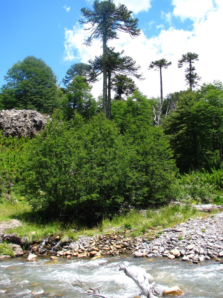 Reserva Nacional Nalcas