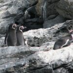 Reserva Nacional Pingüino de Humboldt