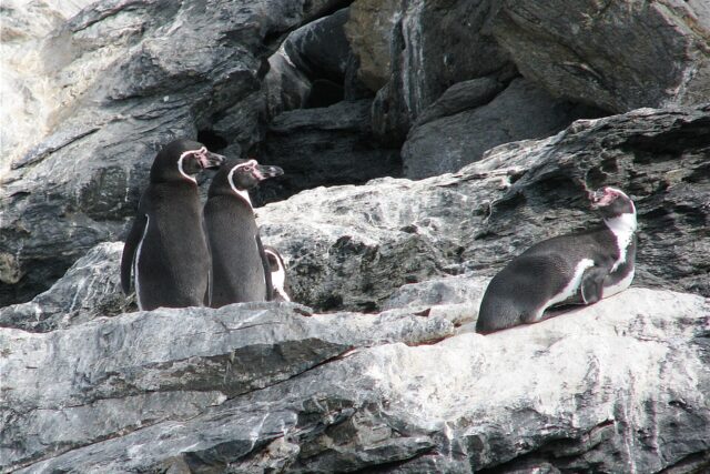 Reserva Nacional Pingüino de Humboldt