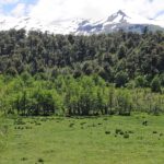 Reserva Nacional Villarrica o Hualalafquén