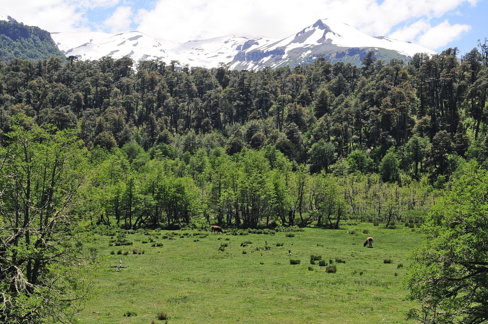 Reserva Nacional Villarrica o Hualalafquén