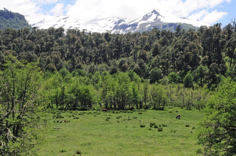 Reserva Nacional Villarrica o Hualalafquén
