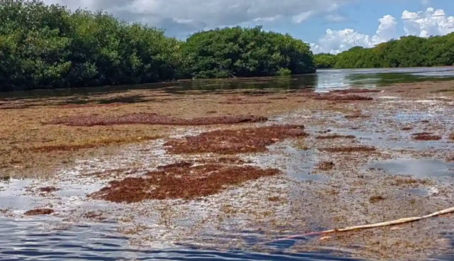 Sargazo avanza hacia la Bahía de Chetumal y pone en alerta a la ciudad