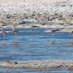 Salar de Pedernales