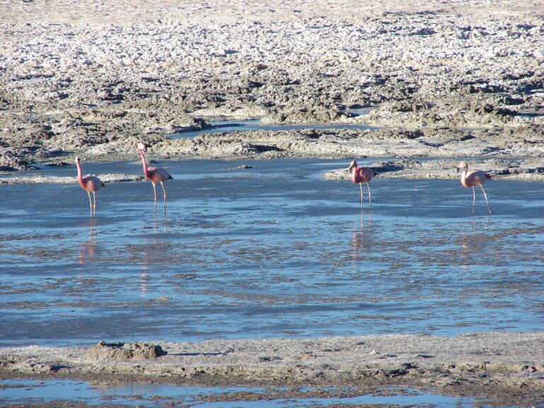 Salar de Pedernales