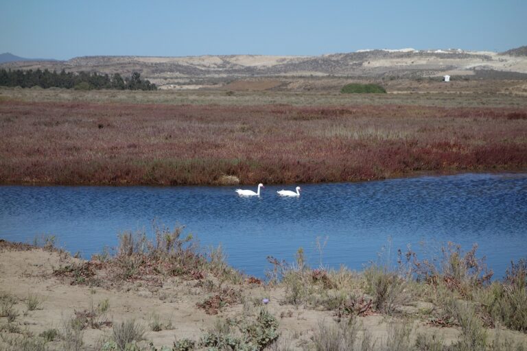 Santuario de la Naturaleza Humedales de Tongoy