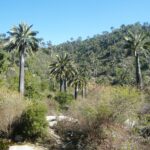 Santuario de la Naturaleza Palmar El Salto
