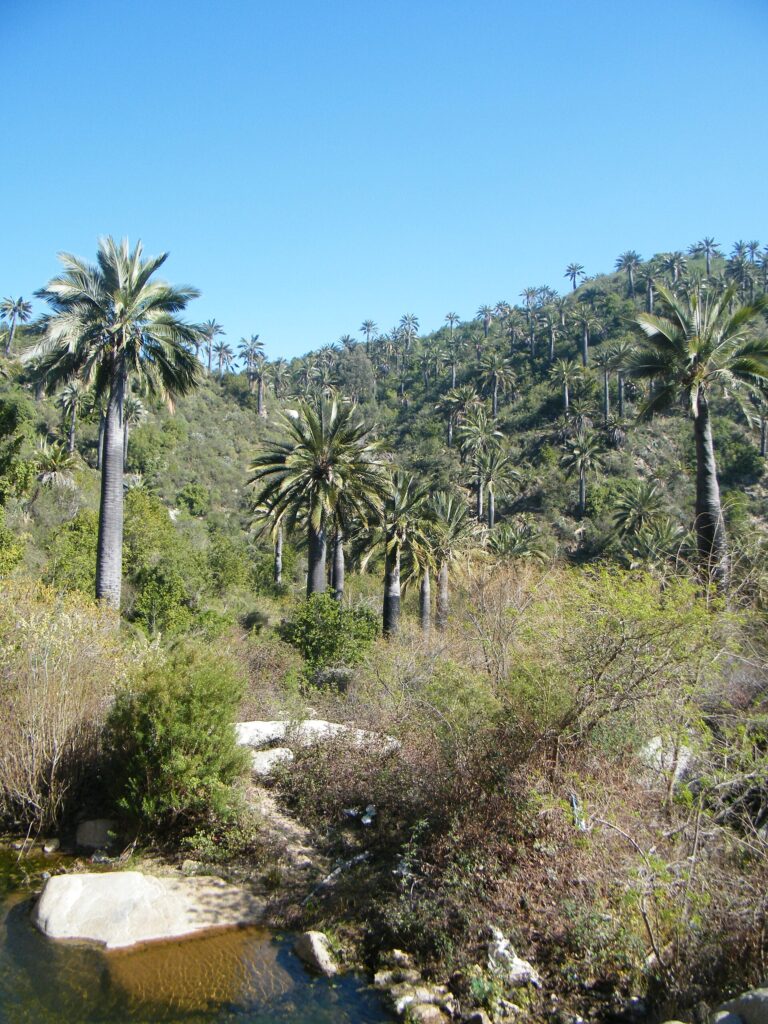 Santuario de la Naturaleza Palmar El Salto