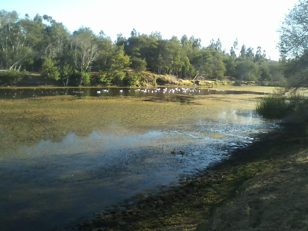 Topocalma