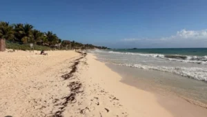 Sargazo en Quintana Roo: baja de 6.684 a 1.700 toneladas en septiembre