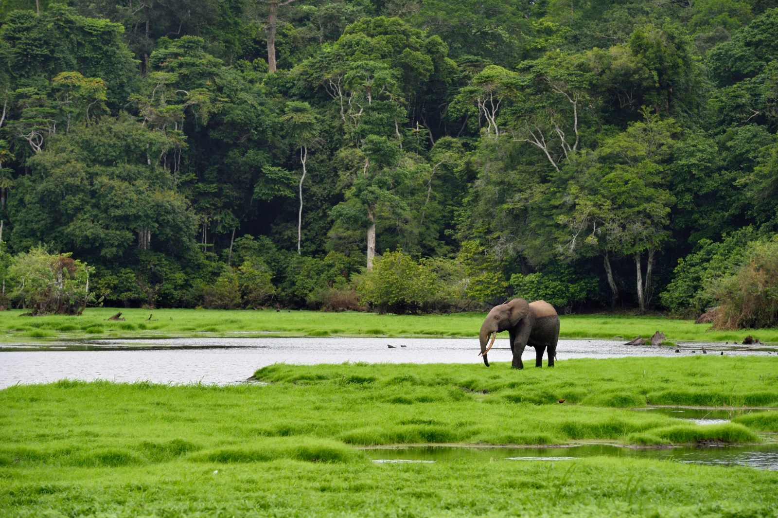 Gabón, el país africano donde la selva manda y los elefantes reinan
